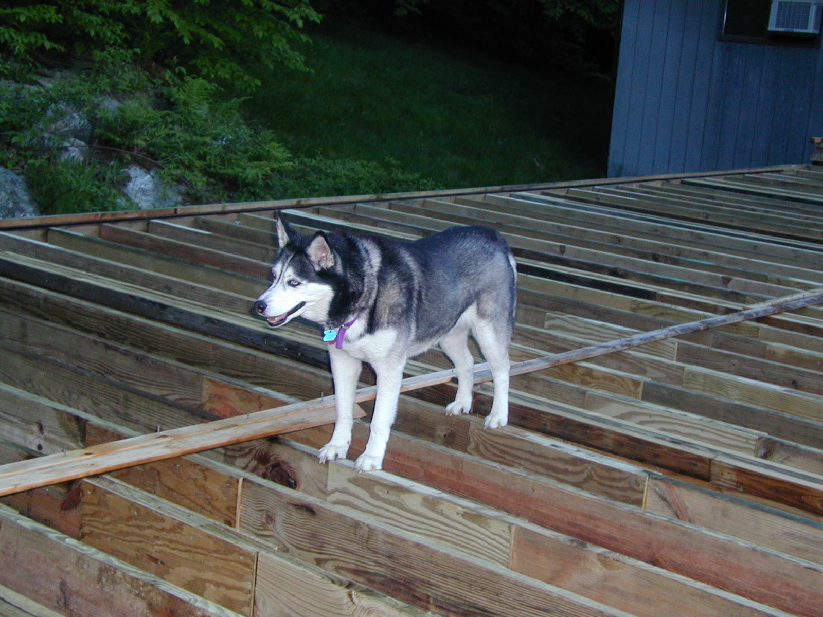 Sasha on Garage Rafters